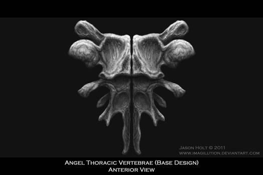 Angel Thoracic Vertebrae 1