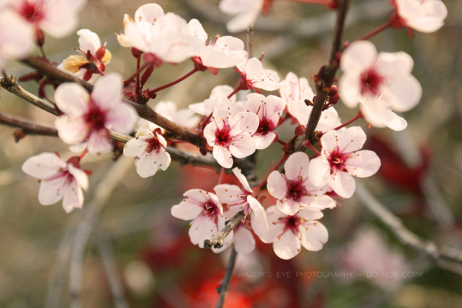 Blossoms of Red