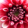 Red Flower Close-Up