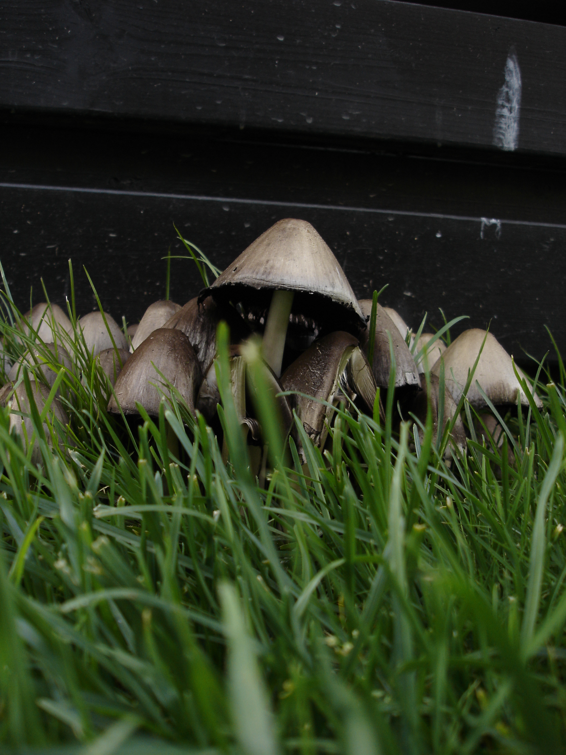 Mushroom - 1