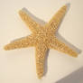 Starfish - 1