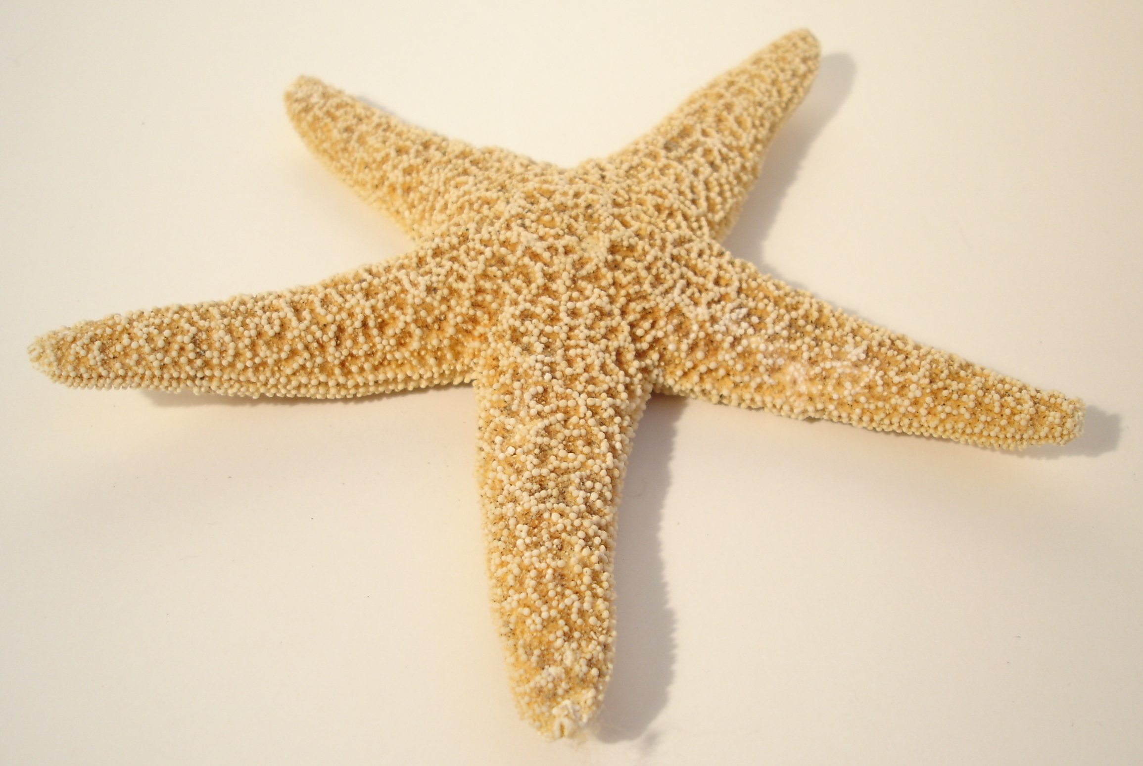 Starfish - 2