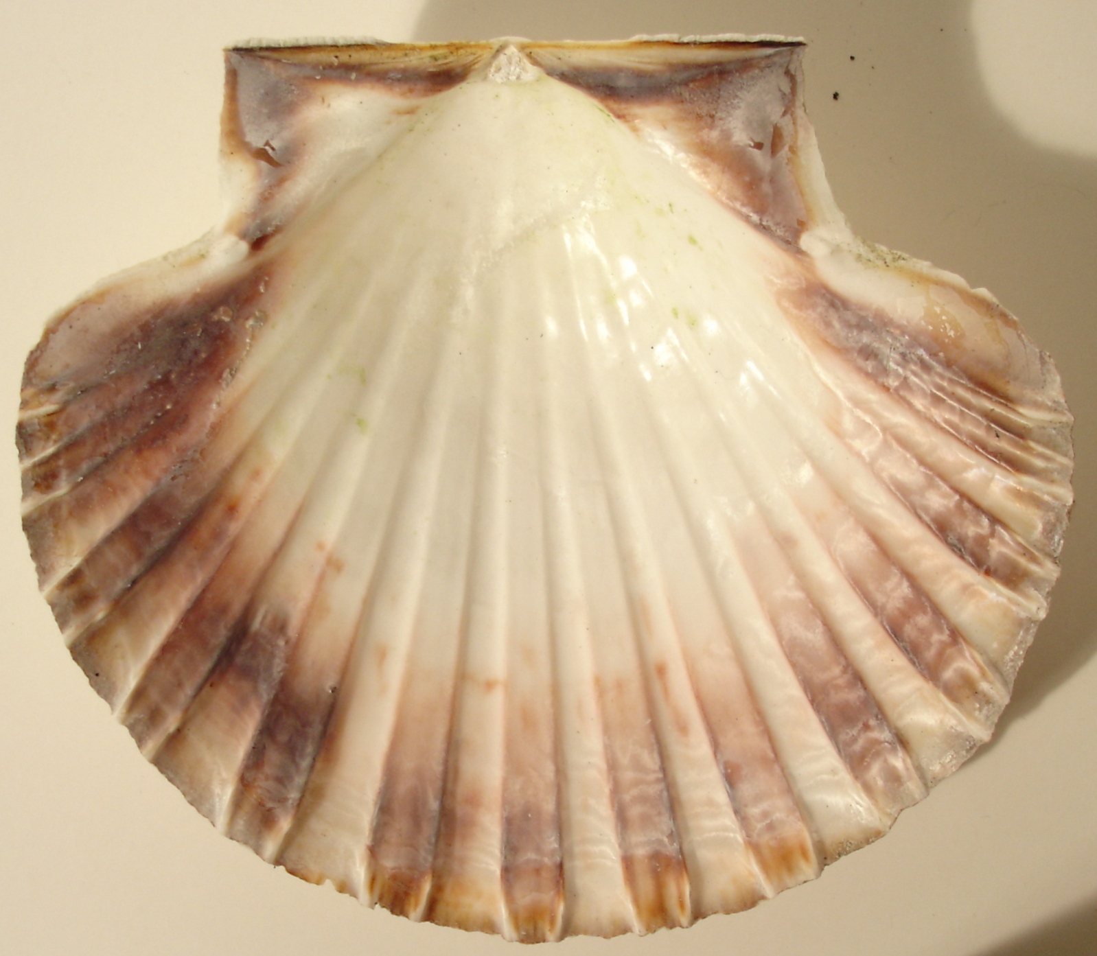 Scallop - 16