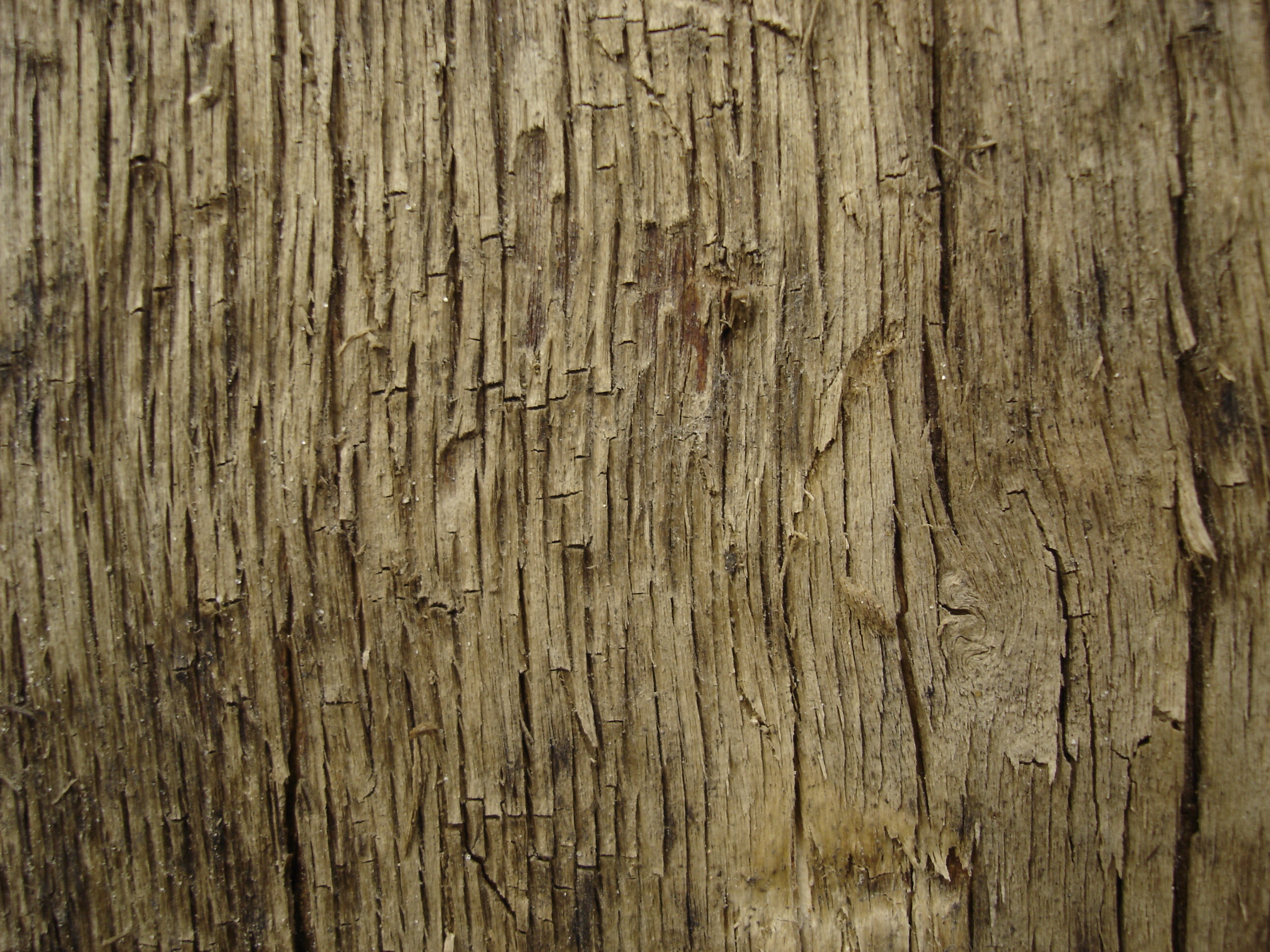 Tree texture - 11 by LunaNYXstock