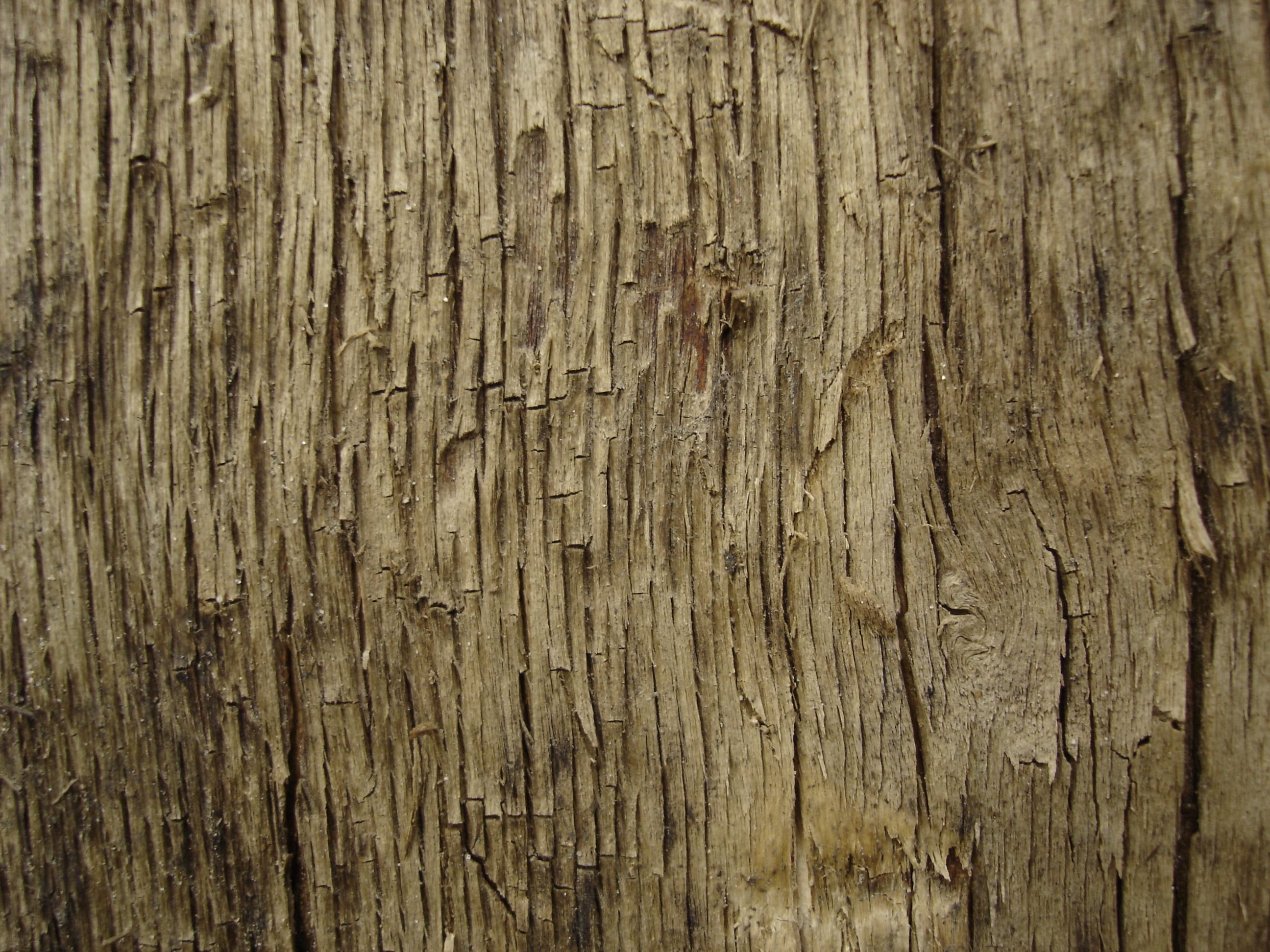 Tree texture - 11