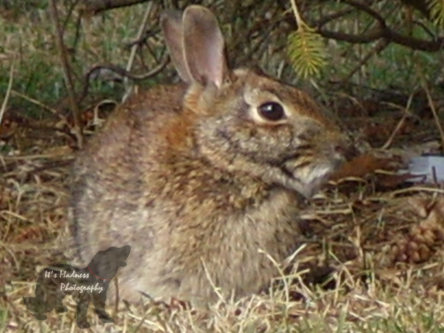 Chase The Rabbit by madnessphotographyx on DeviantArt