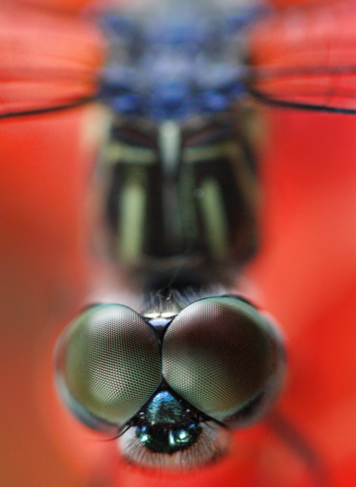 dragonfly 1