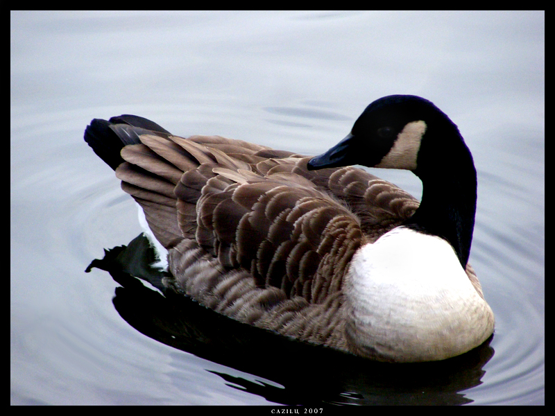Bird on The Lake by Cazilu