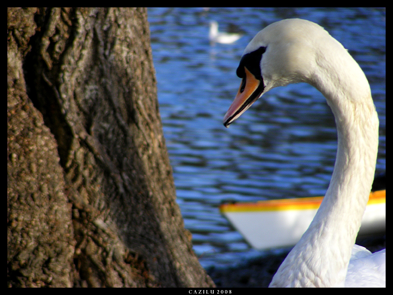 Smile For The Camera Lil Swan by Cazilu