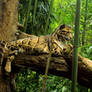 clouded leopard