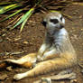 meerkat sitting