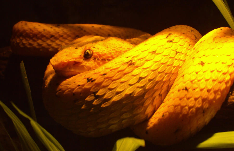 Eyelash Viper 1