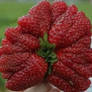 Mutated strawberry