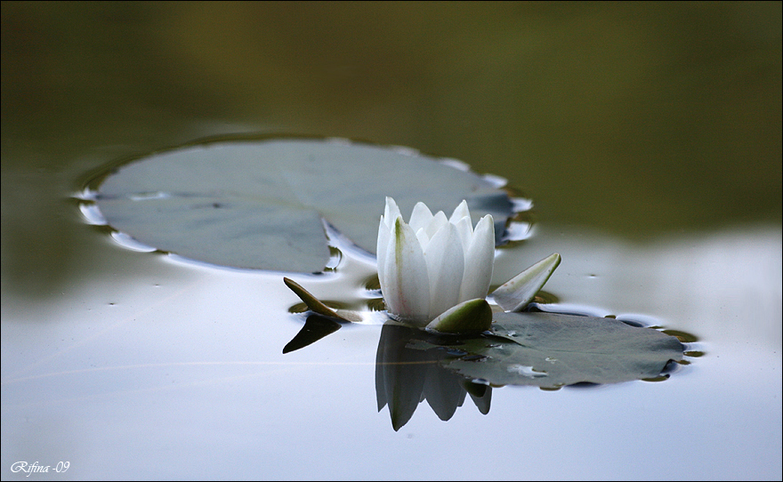 Water Lily