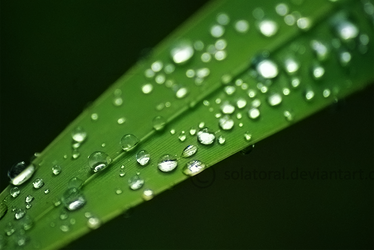 Graceful Drops