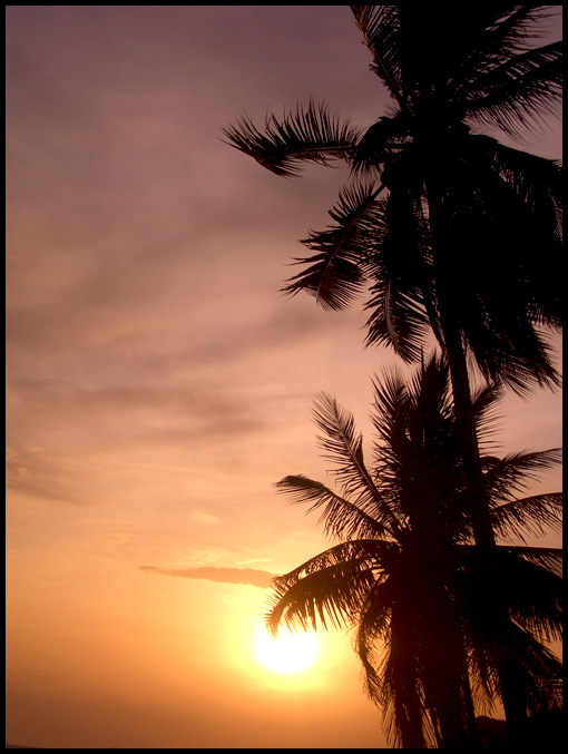 Palms on Phangan