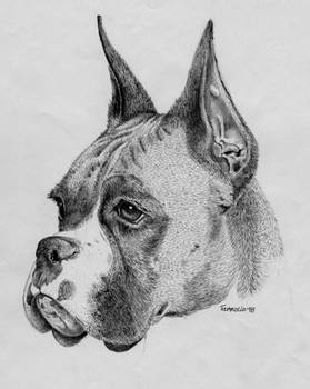 Boxer Dog Pencil By Frozenpinky On Deviantart