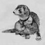 Ferret. Pencil