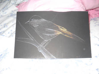 Scratch art bird