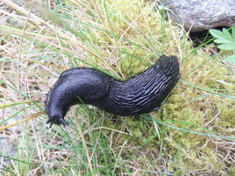 black snail