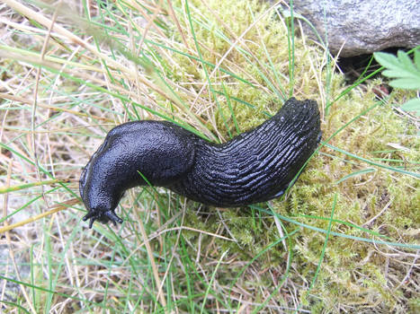 black snail