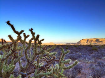 Cactus at the Red Rock Canyon