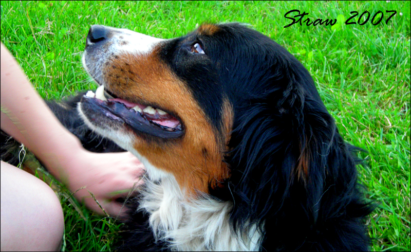 Berner Gaze