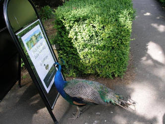 When is the Peacock feeding?