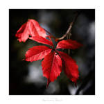 Autumn Red by AndreasResch