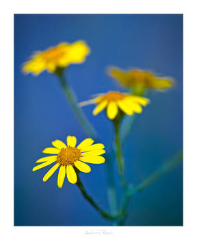 Beauty in Yellow