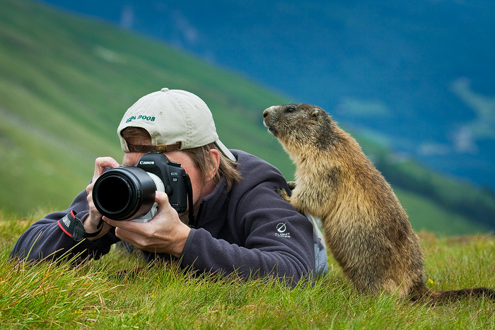 Marmot ID