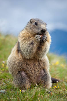 Marmot - 02