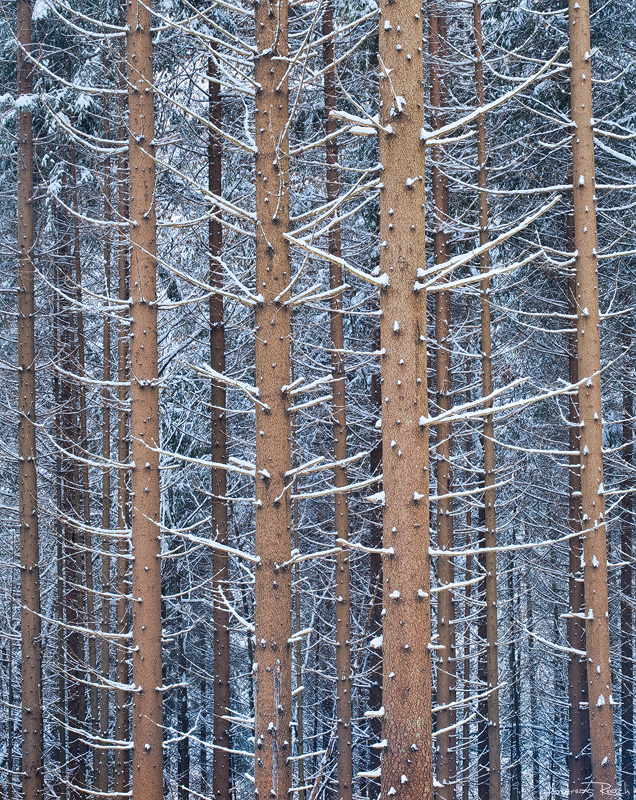 Alone in the Snow