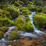 Mossy Corner