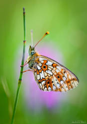 Pearl-Bordered Fritillary