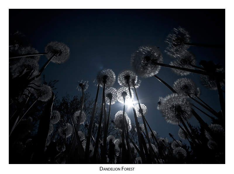 Dandelion Forest