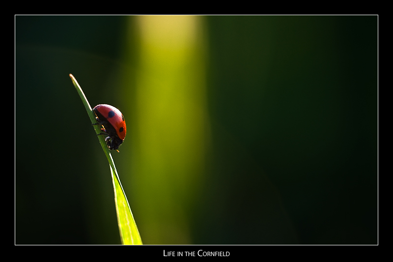 Life in the Cornfield - 04