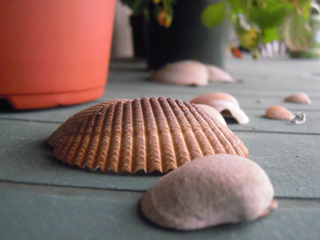 Shells by Phineasandisabella1 on DeviantArt