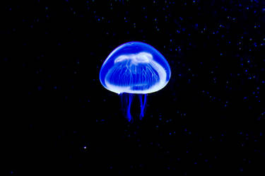 jellyfish