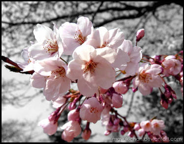 cherry blossoms