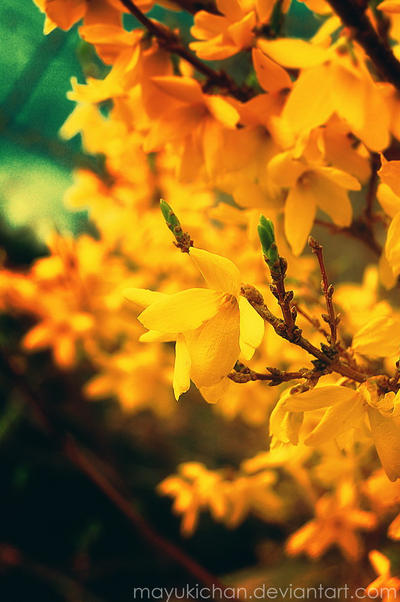 -vintage spring II-