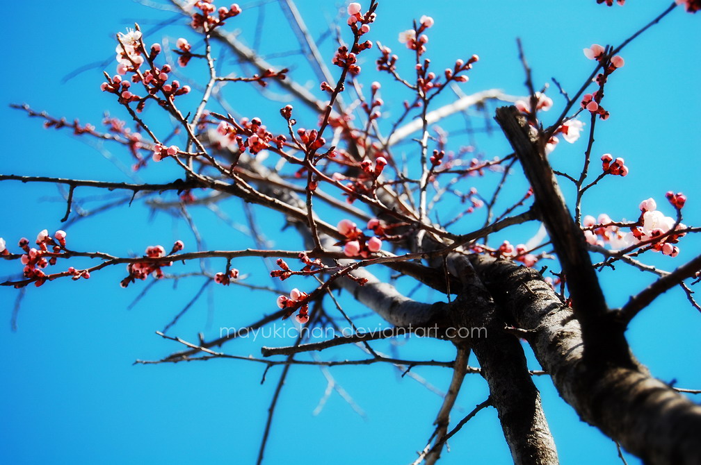 Late Bloomer