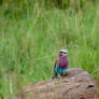 Lilac-Breasted Roller