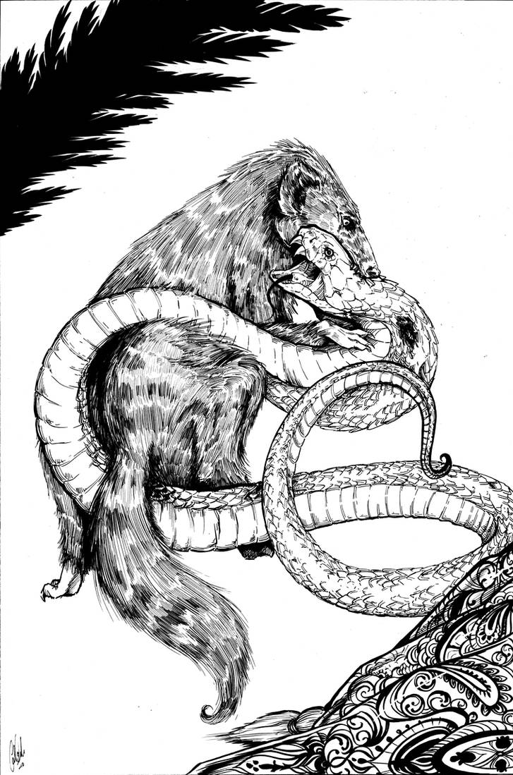 Jungle Book: Rikki-Tikki-Tavi by Carliihde