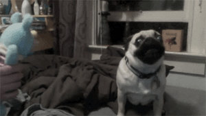 Tottie the Pug Is Fight or Flight gif