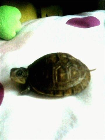 Turtle O: