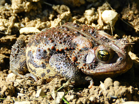 Golden Eye Toad