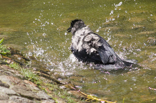 Crow during bath.