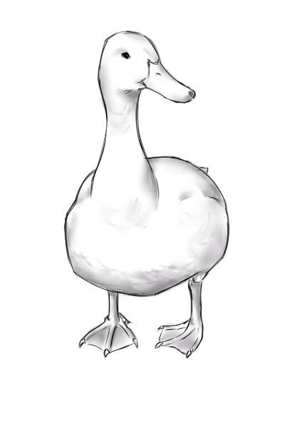 Duck