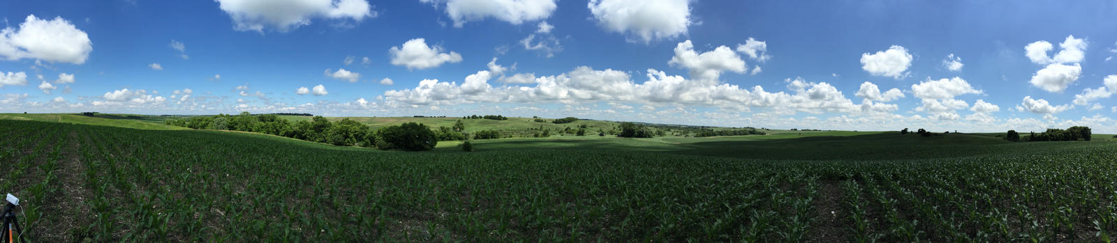 Corn Field and Blue Skies